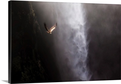 Vulture Flying Above Jinbar Waterfalls, Simien Mountains National Park, Ethiopia