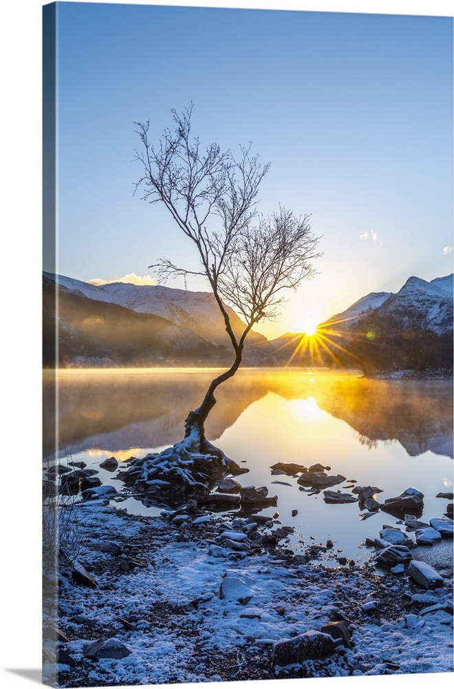 UK, Wales, Gwynedd, Snowdonia National Park (Parc Cenedlaethol Eryri), Llanberis, Llyn Padarn, Lone Tree at sunrise