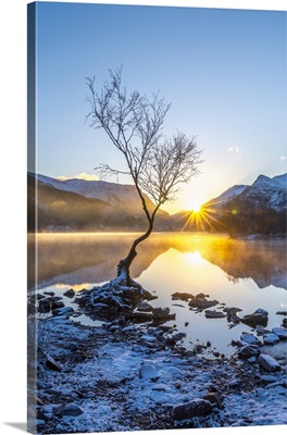 Wales, Gwynedd, Snowdonia National Park, Lone Tree At Sunrise