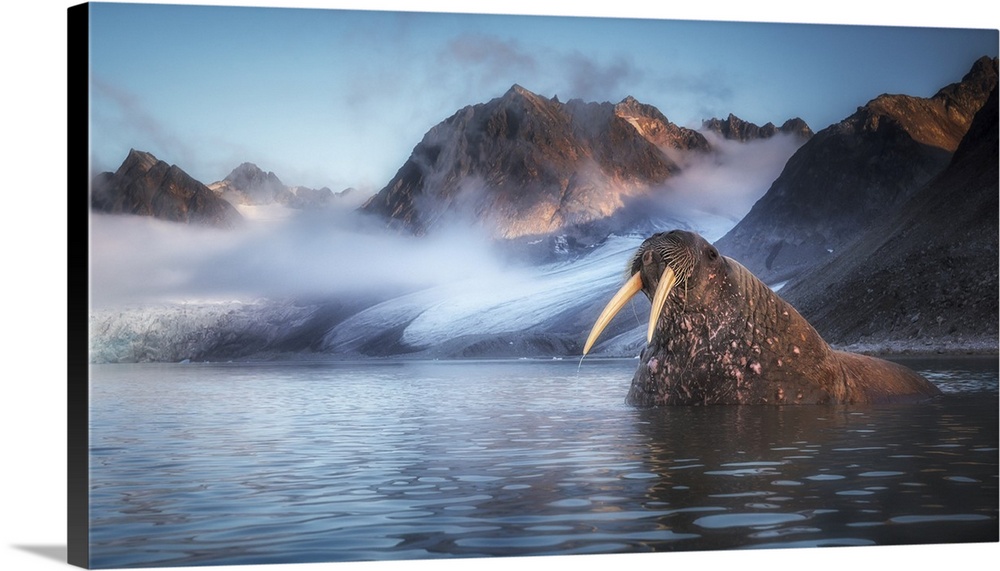 Walrus (Odobenus rosmarus) depicted in Northern Spitsbergen, Svalbard Islands. Svalbard, Western Europe, Norway.