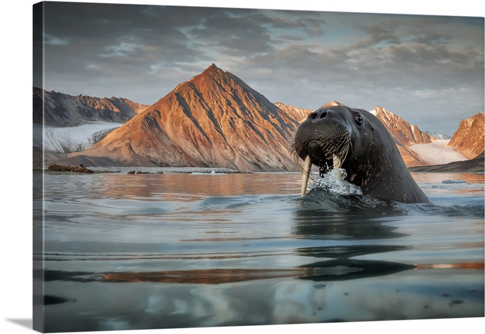 Walrus (Odobenus rosmarus) depicted in Northern Spitsbergen, Svalbard Islands. Svalbard, Western Europe, Norway.