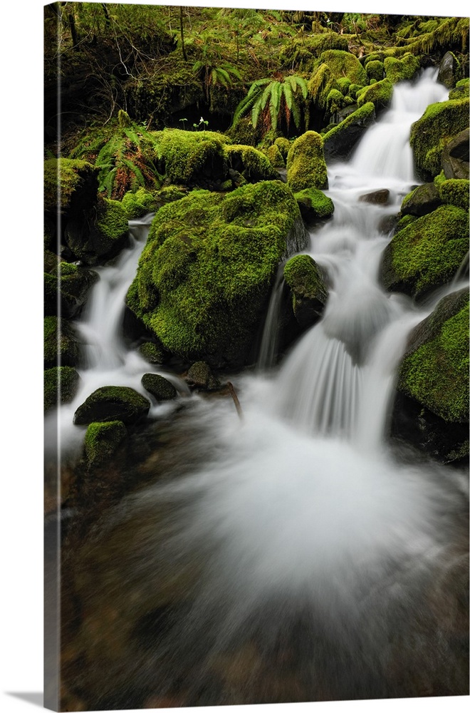 Waterfalls and mossy cascades in a stream along the trail to Sol Duc Falls, Olympic NP (Sol Duc unit), Washington, USA