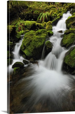 Waterfalls And Mossy Cascades Along The Trail To Sol Duc Falls, Washington