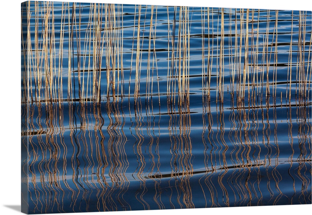 Waves betweeen a reed at Idroscalo lake, Milan, Lombardy, Italy.