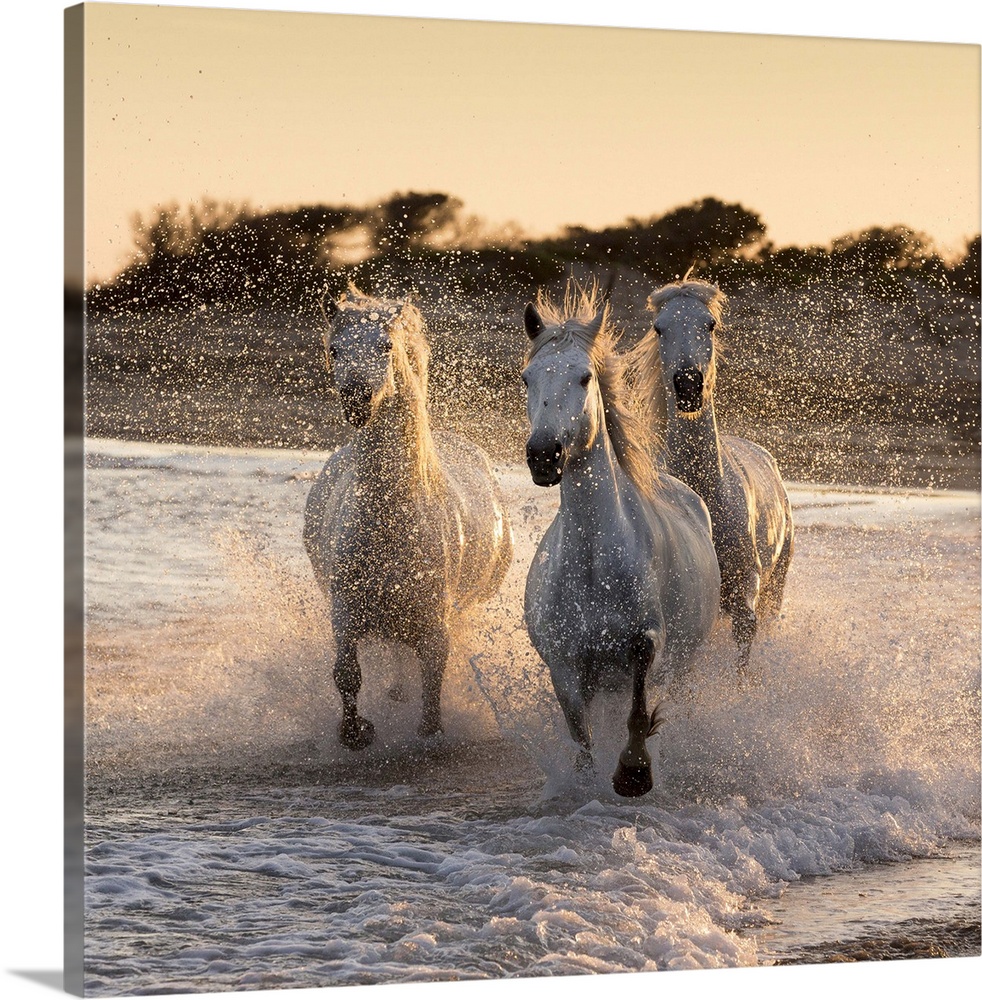 France, Provence, Camargue, White horses of the Camargue run through the surf in the mediterranean sea , with the spray ba...