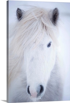 White Icelandic Horse, Snaefellsness Peninsula, Iceland