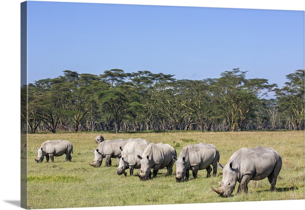 White Rhinos at Lake Nakuru, Kenya.