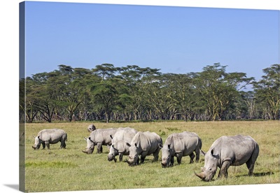 White Rhinos at Lake Nakuru, Kenya