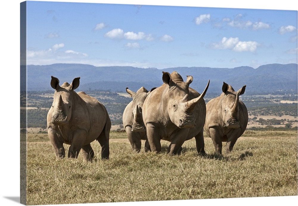 White rhinos in Solio Game Ranch with the Aberdare Mountains in the background.