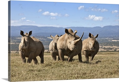 White rhinos in Solio Game Ranch with the Aberdare Mountains in the background