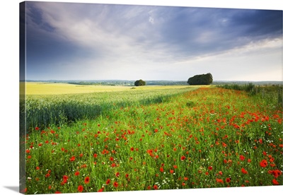 Wild Poppies growing in a field near West Dean, Wiltshire, England