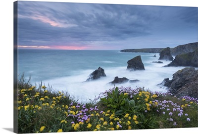 Wildflowers on the clifftops above Bedruthan Steps, Cornwall, England