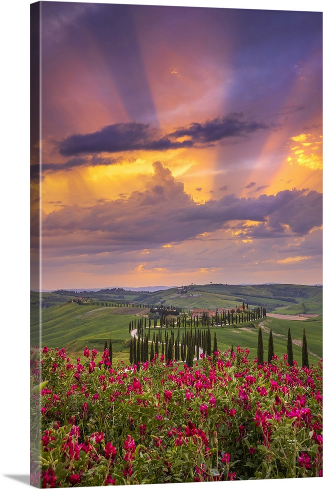 Winding Road On The Rolling Hills Of Tuscany Near Asciano In Siena District, Italy