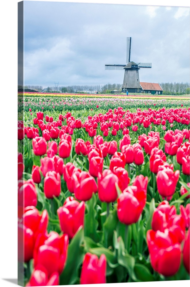 Windmills and tulip fields full of flowers in Netherland.