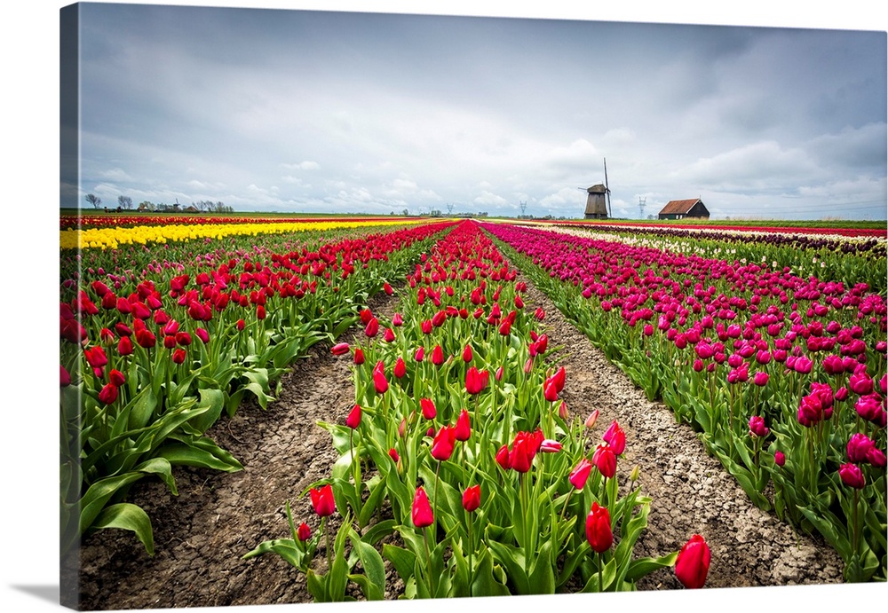 Windmills and tulip fields full of flowers in the Netherlands.