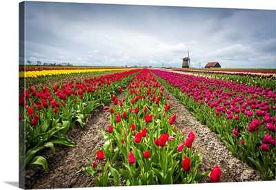 Windmills and tulip fields full of flowers in the Netherlands