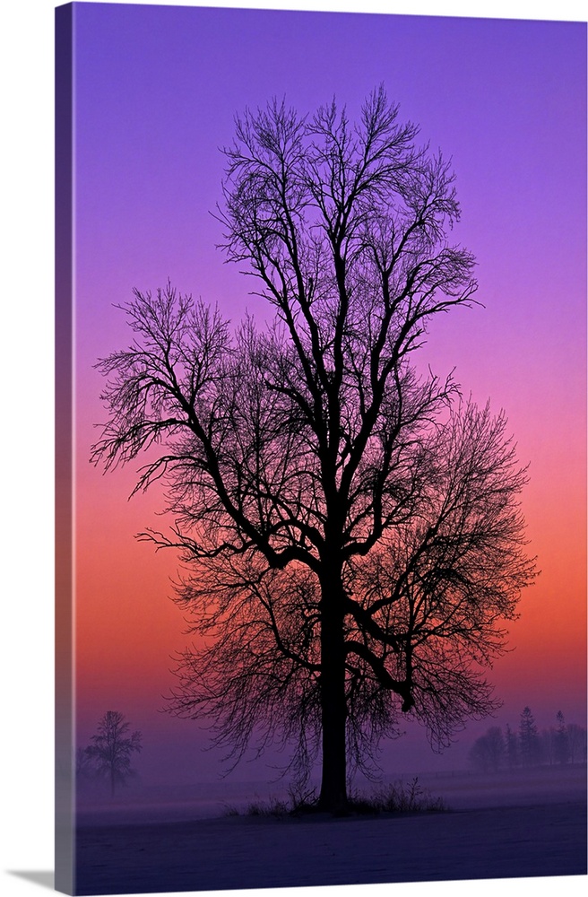 Winter Tree At Daybreak Over Farmland, Elmvale, Ontario, Canada