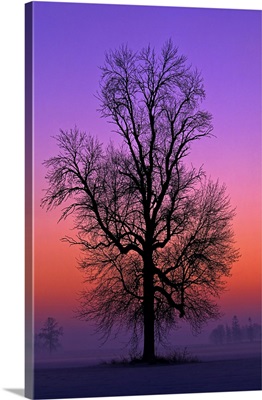 Winter Tree At Daybreak Over Farmland, Elmvale, Ontario, Canada