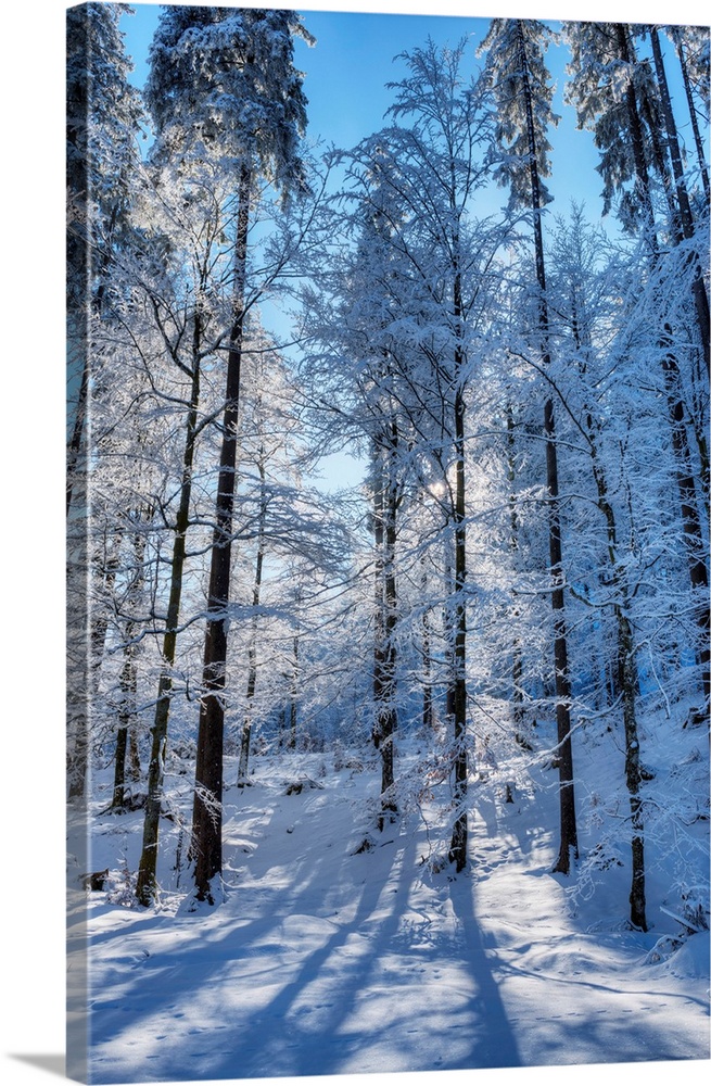 Winter Trees At The Raintal In The Tannheimer Mountains Of The Allgau, Musau, Tyrol, Austria