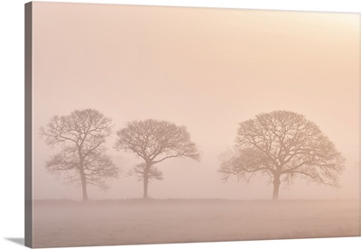 Winter Trees In Morning Fog At Dawn, Black Dog, Devon, England, Winter