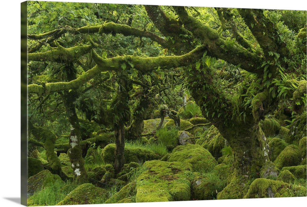 The mysterious Wistman's Wood, an ancient stunted pedunculate oak woodland high on the Dartmoor moorland, Dartmoor Nationa...