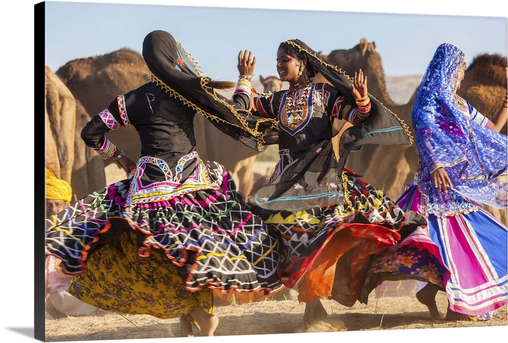 Dancers with camels, Pushkar camel fair, Pushkar, Rajasthan State, India, Asia