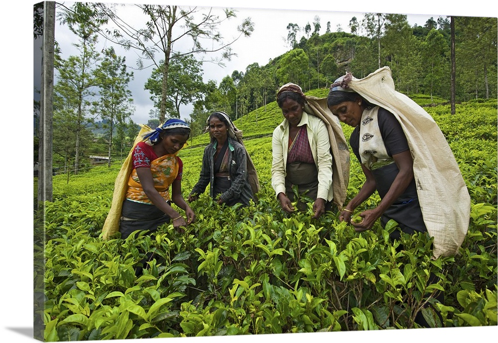 Women harvesting tea, Nuwara Eliya, Sri Lanka