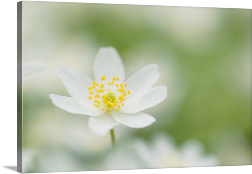 Wood Anemone (Wood anemones nemorosa), Hainich National Park, Thuringia, Germany.