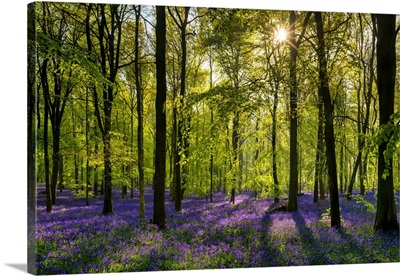 Woodland Of Bluebells (Hyacinthoides Non-Scripta) Hertfordshire, England