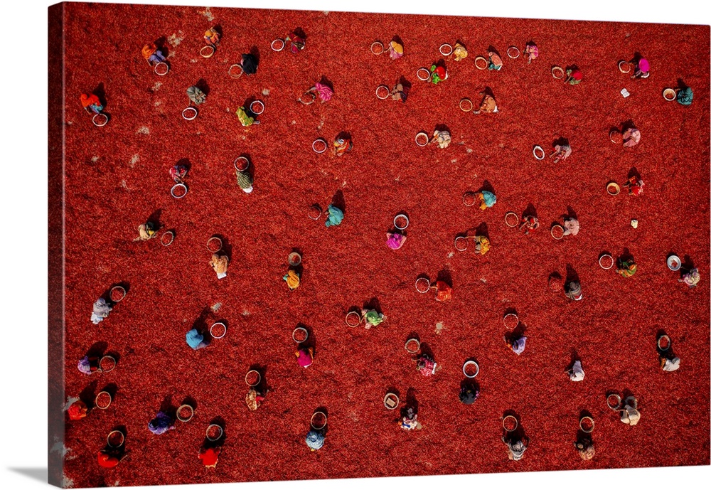 Aerial view of people working in a small farm collecting red chillies In a field, Bogura, Rajshahi province, Bangladesh.