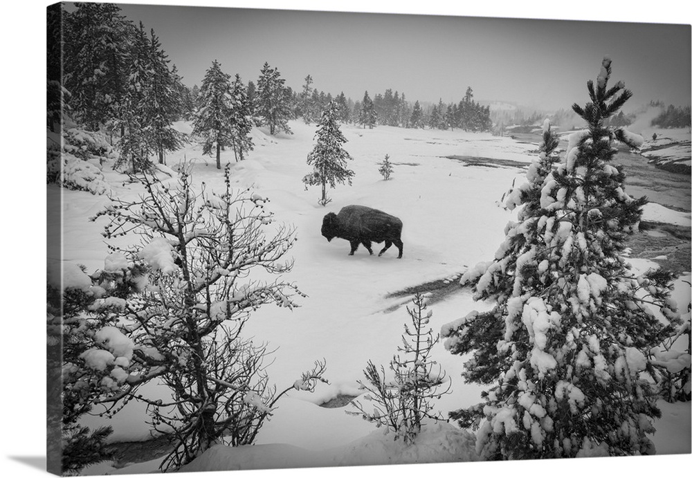 USA, Wyoming, Bison in Yellowstone National Park.