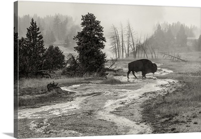 Wyoming, Yellowstone National Park, Bison at Upper Geyser basin