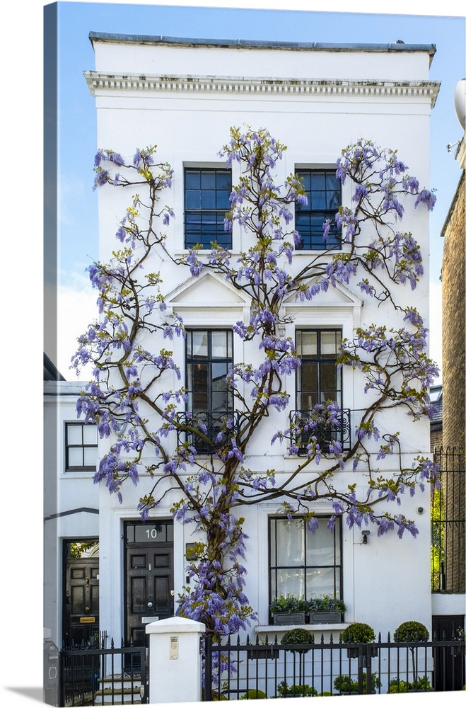 Wysteria growing infront of a house in Kensington, London, England, UK.