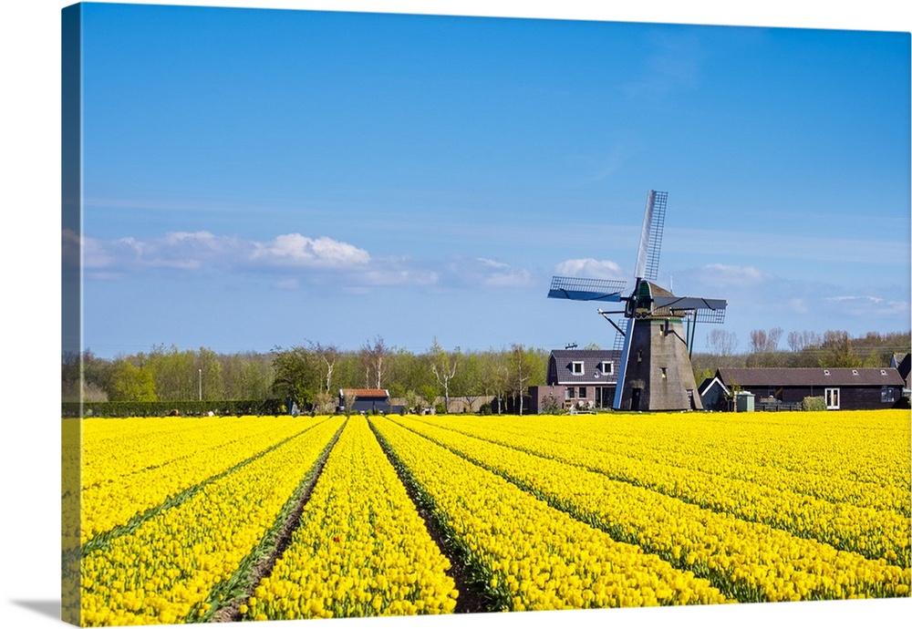 Netherlands, South Holland, Nordwijkerhout. Yellow Dutch tulip filed, tulips in front of a windmill in early spring.