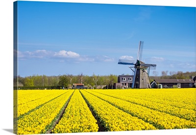 Yellow Dutch tulip filed, tulips in front of a windmill in early spring, Netherlands
