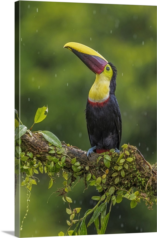 Yellow-throated Toucan (Ramphastos ambiguus), Costa Rica