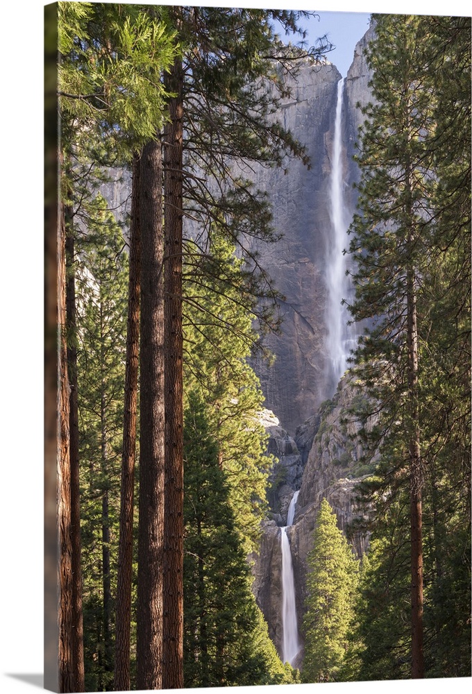 Yosemite Falls through the conifer woodlands of Yosemite Valley, California, USA. Spring (June) 2015.