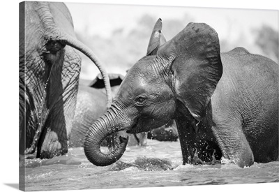Young Elephant Playing, Chobe River, Chobe National Park, Botswana