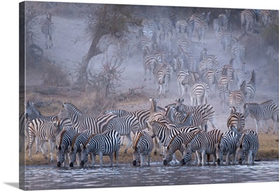 Zebra, Boteti River, Botswana