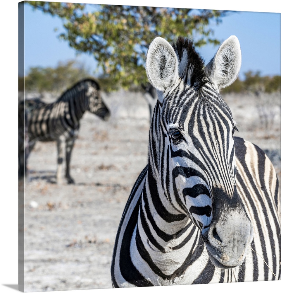 Zebra, Etosha National Park, Kunene, Namibia.