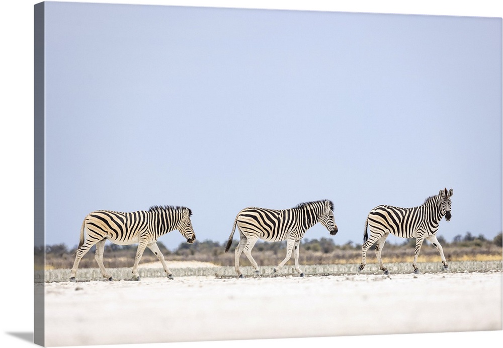 Zebra Herd On Salt Pan, Makgadikgadi Salt Pans, Botswana