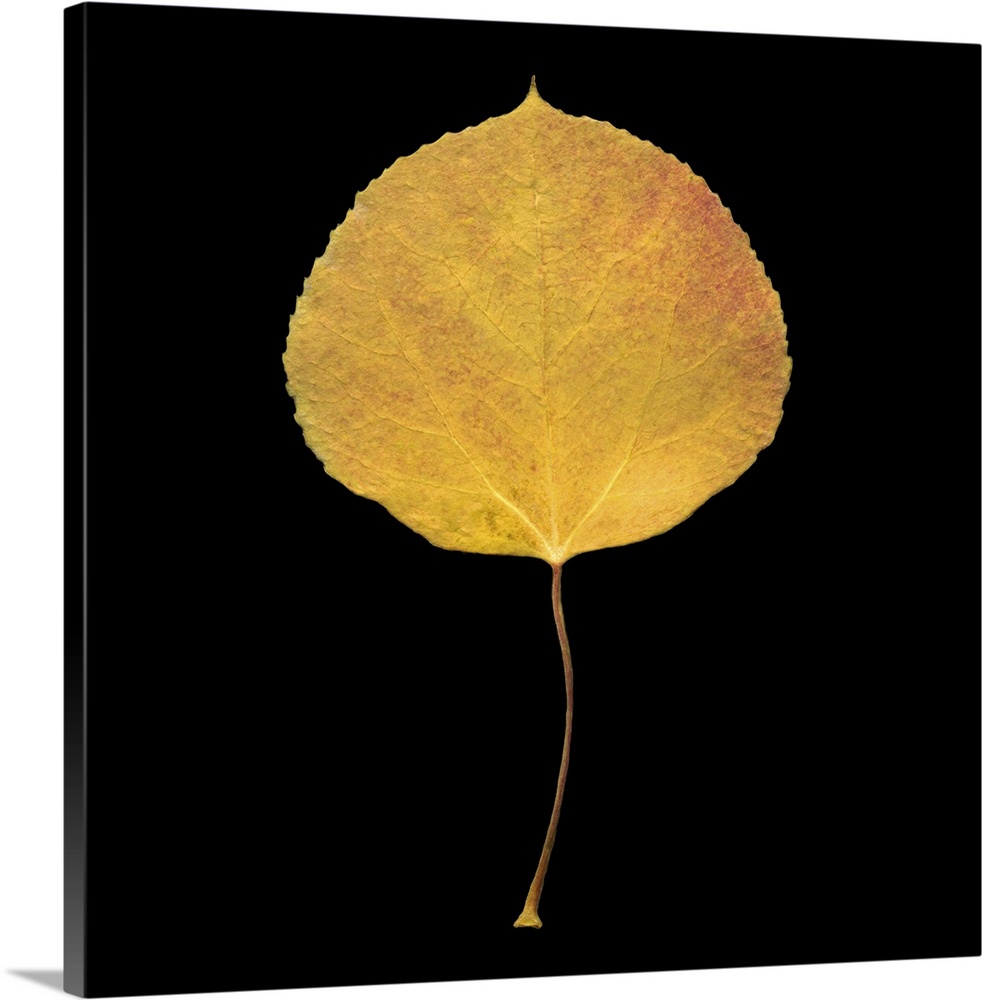 Square, large wall hanging of a single golden aspen leaf on a solid black background.