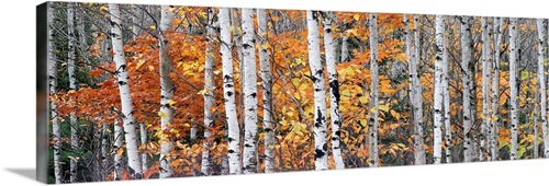 Birch Trees | Great Big Canvas