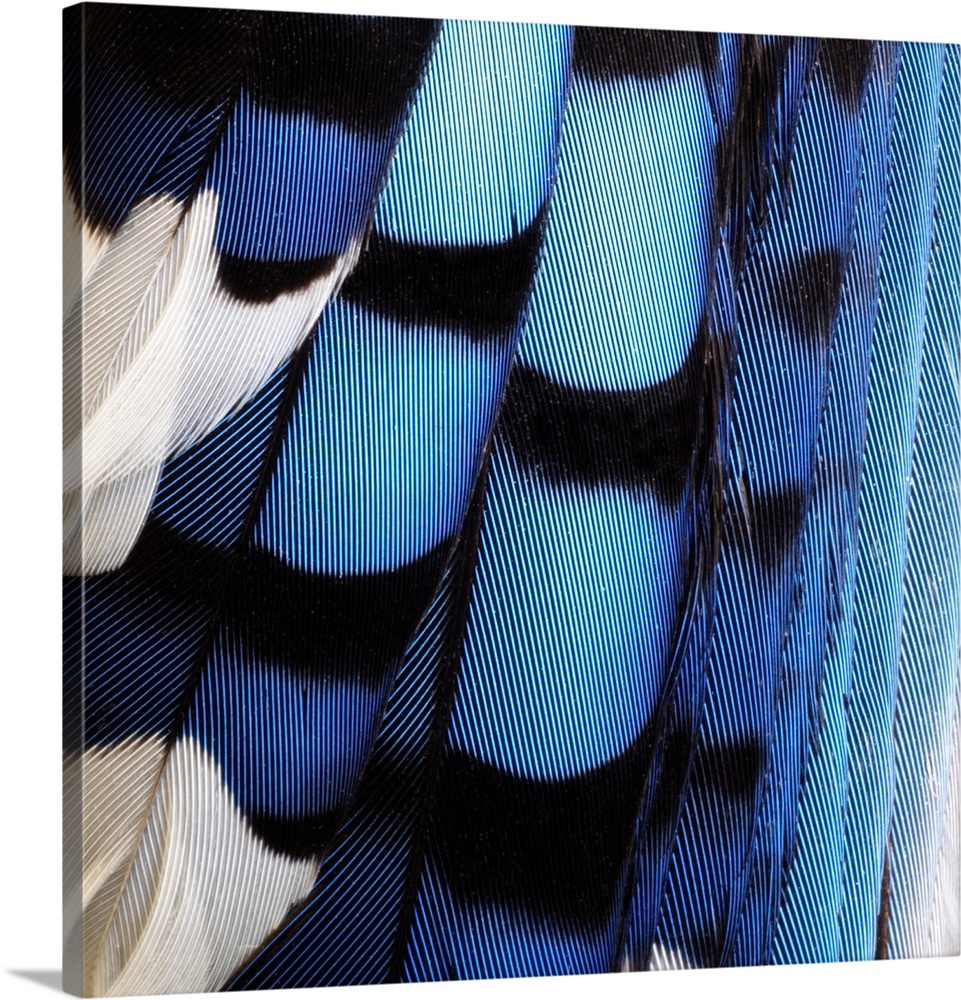 Close-up detail of blue jay feathers