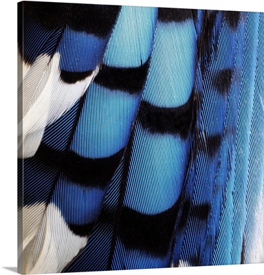 Blue Jay Feathers