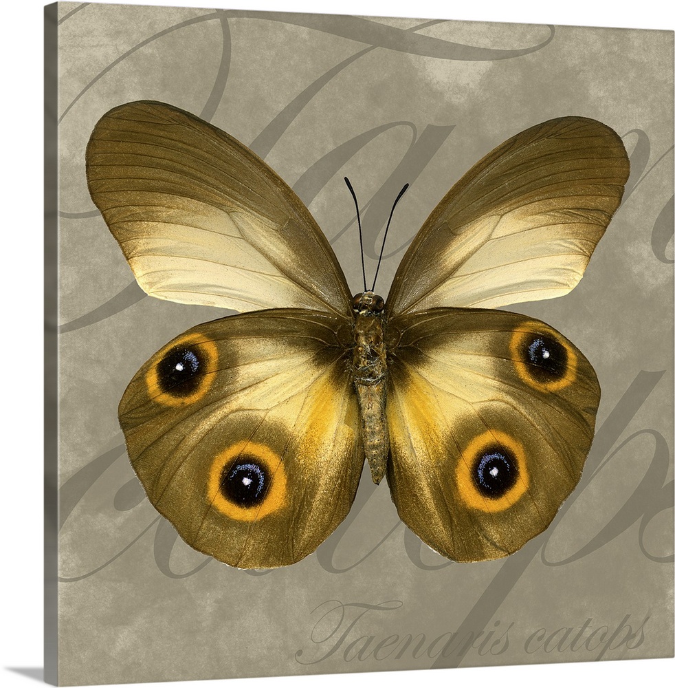 Square canvas of a butterfly layered on top of writing.