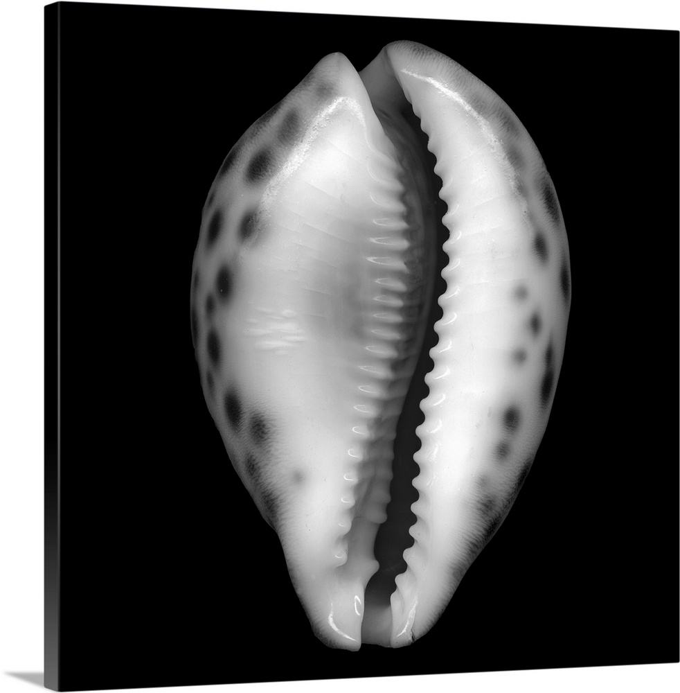 The perfect wall art for a beach house or ocean front office this square shaped canvas shows the close up of a seashell.