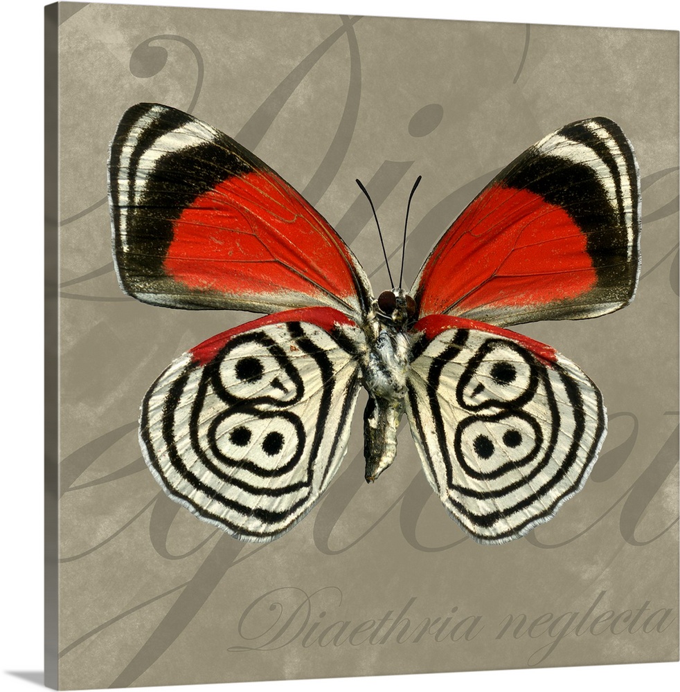 Square home art docor on a large canvas of a vibrant, eighty-eight butterfly on a neutral background with large, script te...