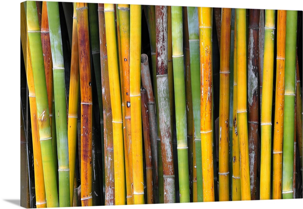 Close-up shot of golden bamboo
