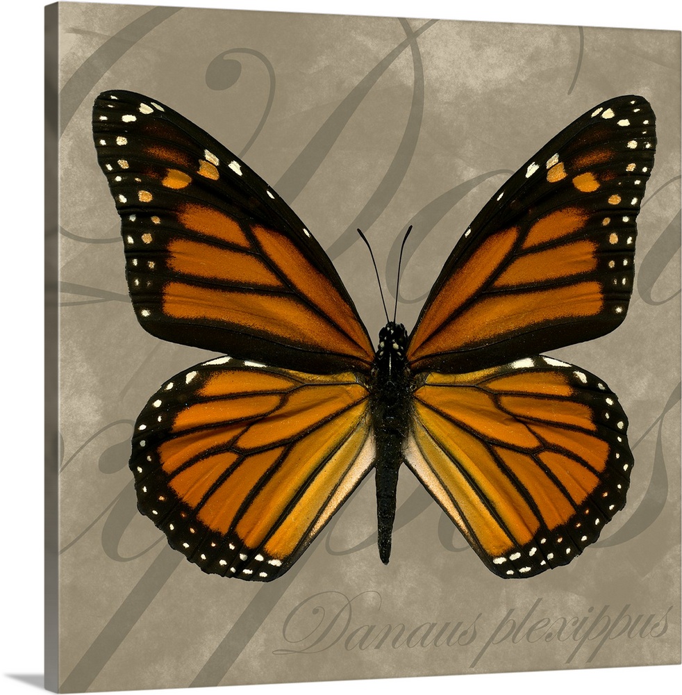 Square painting of a butterfly on canvas with text in the background.